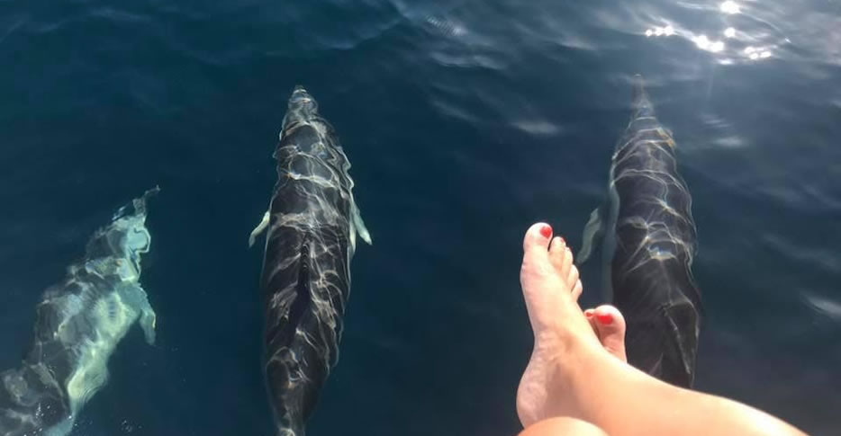 Avistamiento de delfines en la Costa del Sol