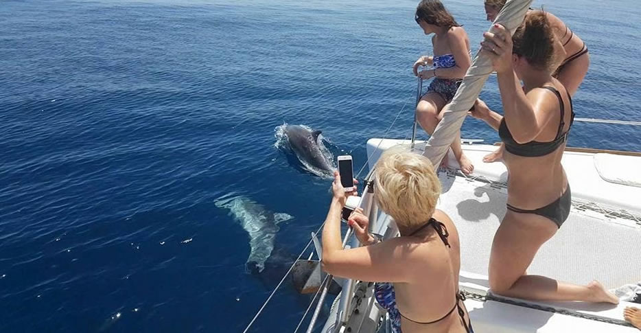 Excursiones para ver delfines en Mar Mediterraneo cerca de la costa