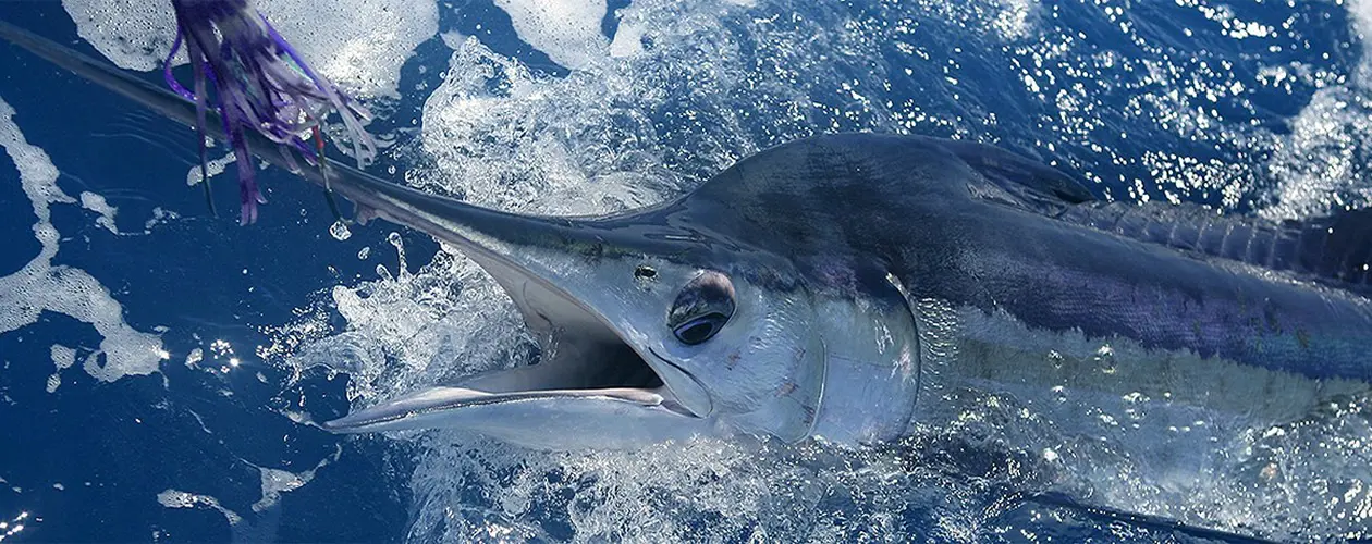 Jornadas de pesca deportiva en Marbella