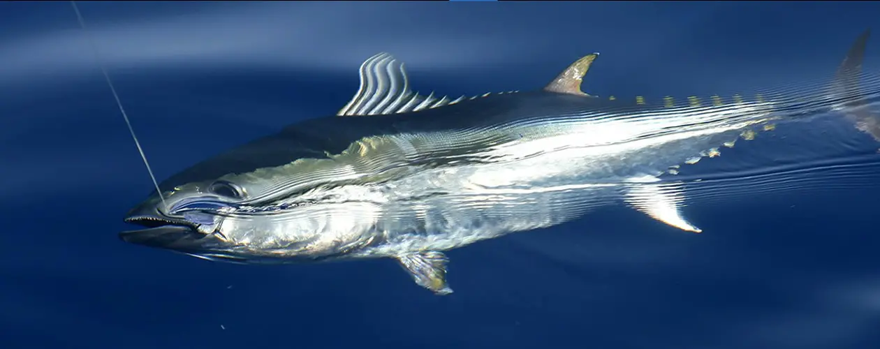 Pesca de fondo en Puerto Deportivo Marbella